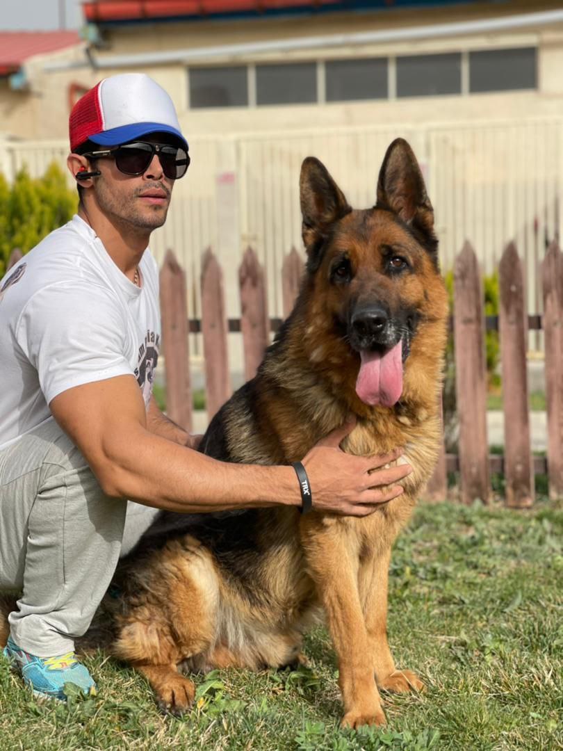 مولد نژاد ژرمن شپرد gondor